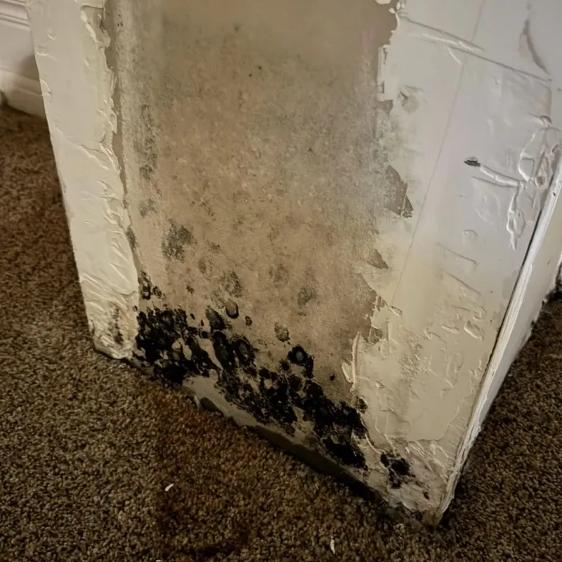 Professional Mold Removal in Salem, OR